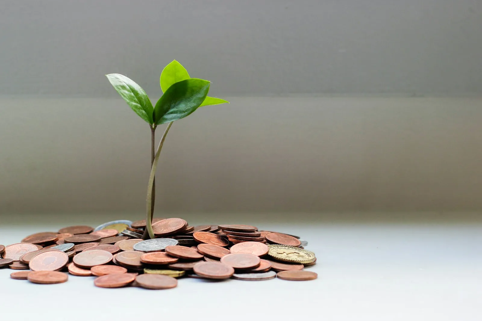 Pflanze wächst aus Münzen
